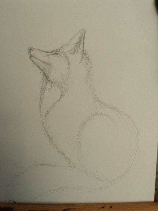 Grey fox by Natta