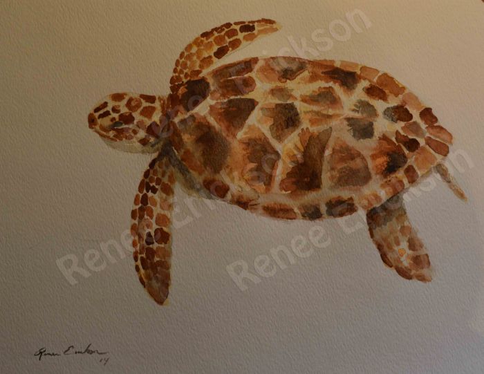 Sea turtle by Renee Erickson