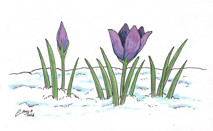 Crocus in the snow by Layla Lawlor