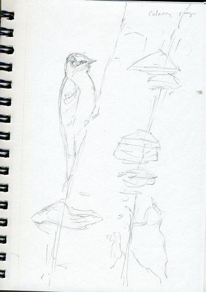Woodpecker coloring page by Ellen Million