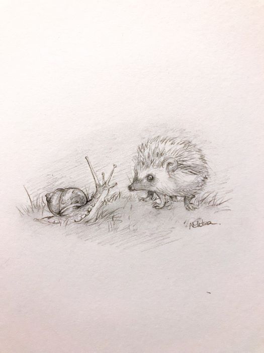 The hedgehog and the snail by Natacha Chohra