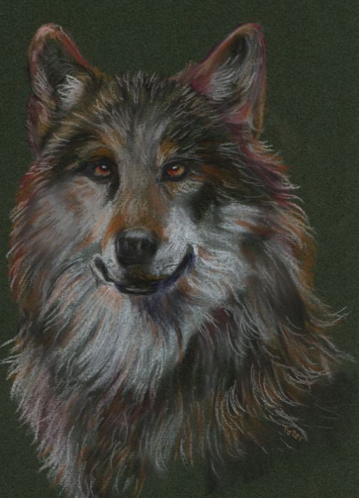 Wolf by Glandarius