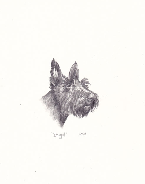 Scottish Terrier by Sue Rundle-Hughes