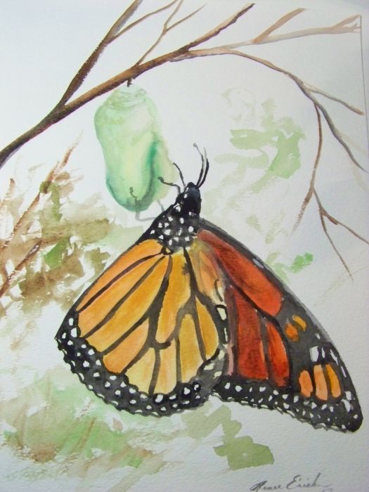 Butterfly emerges by Renee Erickson