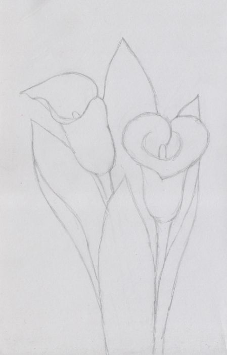 Calla lilies by WildOak