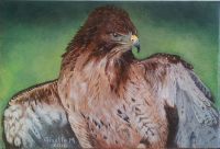 The Hawk