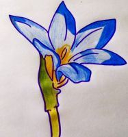 Crocus