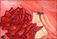 Rain Drops on Roses