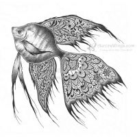 Black Lace Angelfish