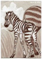 Baby Zebra