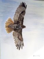 Red tailed hawk