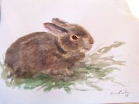 Dark bunny
