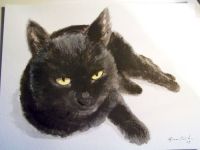 Boo, lucky black cat