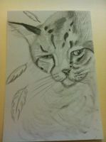 Angel Cat