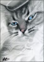 Angel Cat -Pandora