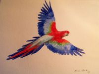 Macaw