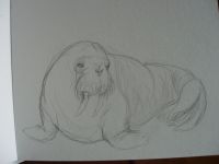 Walrus