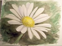 Daisy