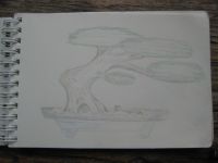 Aged Bonsai
