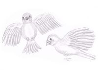 Doves