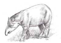 Tapir (Tapirus terrestris)