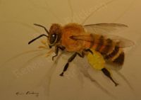 Busy Bee