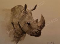Rhino
