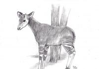Okapi