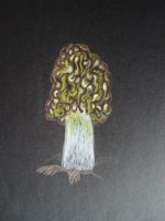 Luminous morel