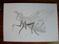 Honey bee boy