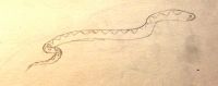Serpent\'s Rise