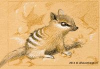 Baby Numbat