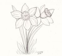 Daffodils