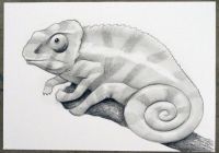Chameleon