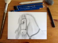 White Stallion