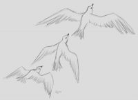 Flight