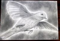 In Flight