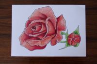 Rose Red