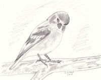Finch feathers