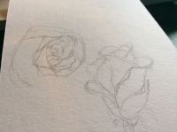 Roses?