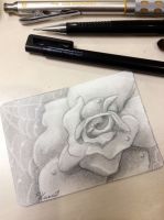 Old rose