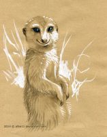 Blue-eyed Meerkat