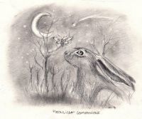 Moonlight Companions