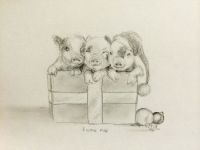 3 little Pigs