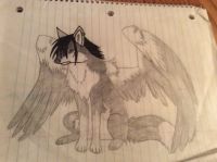 Night Howl
