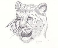 Leopard