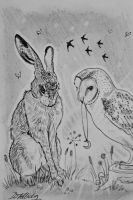 Owls Gift