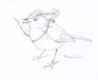 Robin