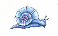 Blue Snail