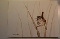 Sitting pretty wren